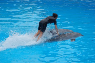 Tenerife, İspanya - Haziran 28, 2011: Havuzda yunuslar ile göster, Loro parque, Puerto de la Cruz, Santa Cruz de Tenerife, Kanarya Adaları, İspanya 