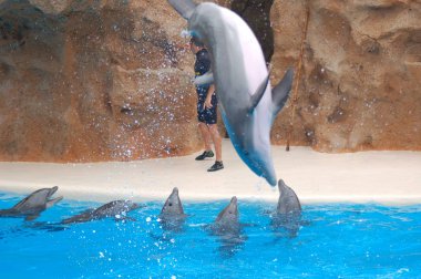 Tenerife, İspanya - Haziran 28, 2011: Havuzda yunuslar ile göster, Loro parque, Puerto de la Cruz, Santa Cruz de Tenerife, Kanarya Adaları, İspanya 