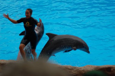 Tenerife, İspanya - Haziran 28, 2011: Havuzda yunuslar ile göster, Loro parque, Puerto de la Cruz, Santa Cruz de Tenerife, Kanarya Adaları, İspanya 