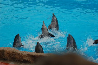 Havuzda yunuslar ile göster, Loro parque, Puerto de la Cruz, Santa Cruz de Tenerife, Kanarya Adaları, İspanya 