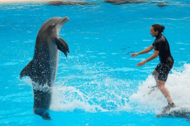 Tenerife, İspanya - Haziran 28, 2011: Havuzda yunuslar ile göster, Loro parque, Puerto de la Cruz, Santa Cruz de Tenerife, Kanarya Adaları, İspanya 