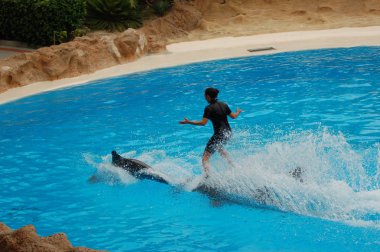 Tenerife, İspanya - Haziran 28, 2011: Havuzda yunuslar ile göster, Loro parque, Puerto de la Cruz, Santa Cruz de Tenerife, Kanarya Adaları, İspanya 