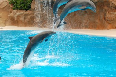 Havuzda yunuslar ile göster, Loro parque, Puerto de la Cruz, Santa Cruz de Tenerife, Kanarya Adaları, İspanya 