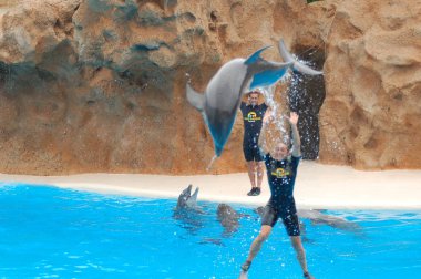 Tenerife, İspanya - Haziran 28, 2011: Havuzda yunuslar ile göster, Loro parque, Puerto de la Cruz, Santa Cruz de Tenerife, Kanarya Adaları, İspanya 