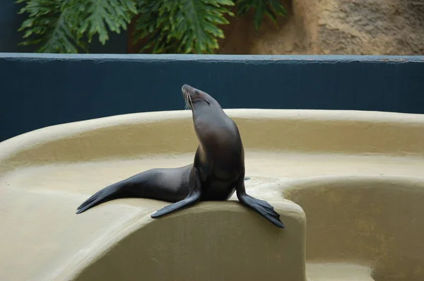 Sea Lions Show Pool Loro Parque Puerto Cruz Santa Cruz — Stock Photo, Image