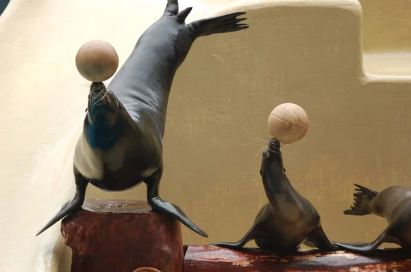 Seelöwenshow Pool Loro Parque Puerto Cruz Santa Cruz Teneriffa Kanarische — Stockfoto