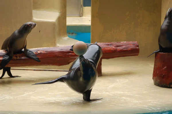 Sea Lions Show Pool Loro Parque Puerto Cruz Santa Cruz — Stock Photo, Image