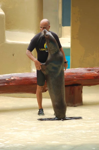 Tenerife Spagna Giugno 2011 Sealions Show Pool Loro Parque Puerto — Foto Stock