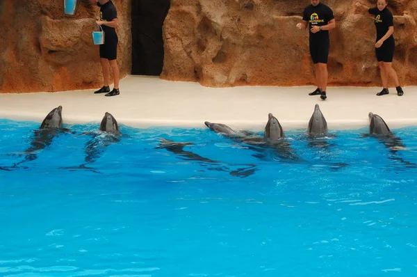 Tenerife España Junio 2011 Espectáculo Con Delfines Piscina Loro Parque — Foto de Stock