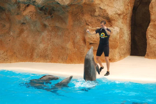 Tenerife Spain June 2011 Show Dolphins Pool Loro Parque Puerto — Stock Photo, Image