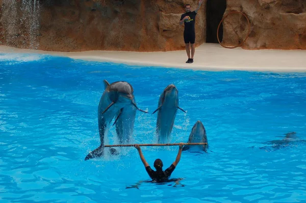 Tenerife Spain June 2011 Show Dolphins Pool Loro Parque Puerto — Stock Photo, Image