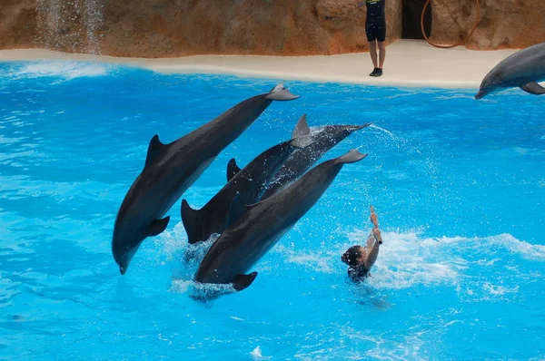 Tenerife España Junio 2011 Espectáculo Con Delfines Piscina Loro Parque — Foto de Stock