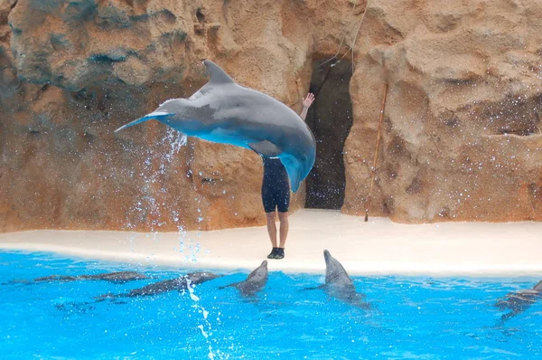 Показать Дельфинами Бассейне Loro Parque Puerto Cruz Santa Cruz Tenerife — стоковое фото