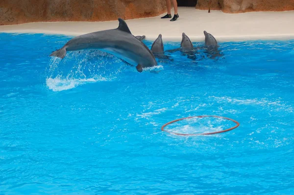 Показать Дельфинами Бассейне Loro Parque Puerto Cruz Santa Cruz Tenerife — стоковое фото