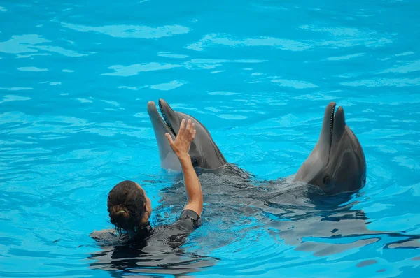 Показать Дельфинами Бассейне Loro Parque Puerto Cruz Santa Cruz Tenerife — стоковое фото