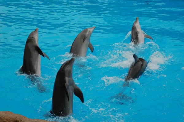 Espectáculo Con Delfines Piscina Loro Parque Puerto Cruz Santa Cruz — Foto de Stock