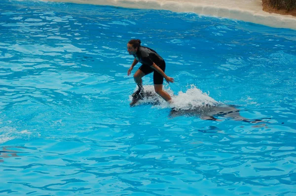 Tenerife España Junio 2011 Espectáculo Con Delfines Piscina Loro Parque — Foto de Stock