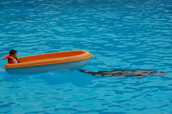 Τενερίφη Ισπανία Ιουνίου 2011 Εμφάνιση Δελφίνια Στην Πισίνα Loro Parque — Φωτογραφία Αρχείου