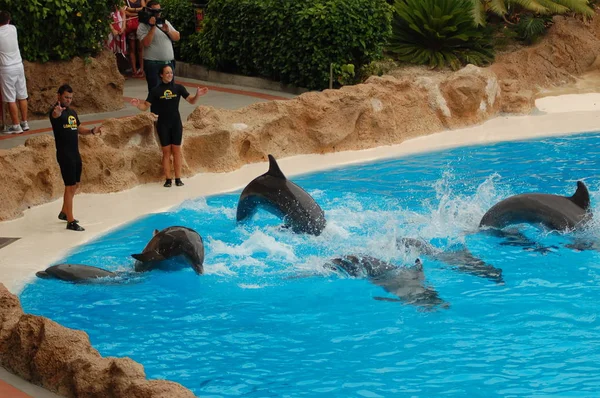 Tenerife Spain June 2011 Show Dolphins Pool Loro Parque Puerto — Stock Photo, Image