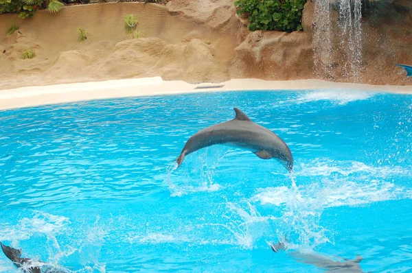 Show Dolphins Pool Loro Parque Puerto Cruz Santa Cruz Tenerife — Stock Photo, Image