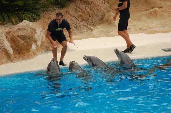 Tenerife Spain June 2011 Show Dolphins Pool Loro Parque Puerto — Stock Photo, Image