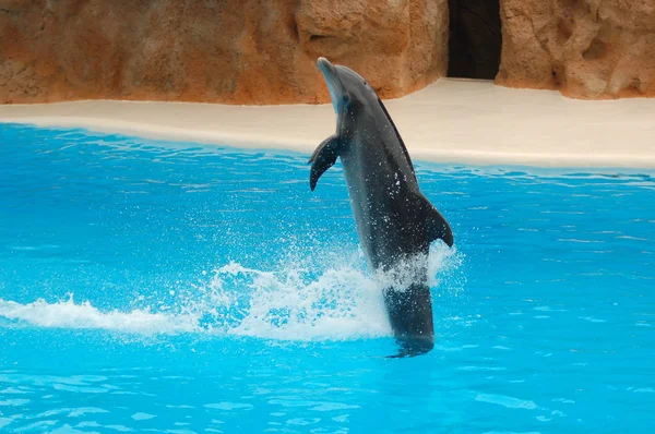 Show Delfinekkel Medencében Loro Parque Puerto Cruz Santa Cruz Tenerife — Stock Fotó