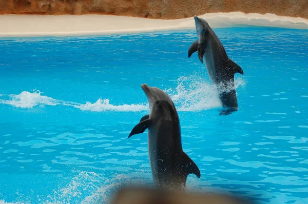 Показать Дельфинами Бассейне Loro Parque Puerto Cruz Santa Cruz Tenerife — стоковое фото