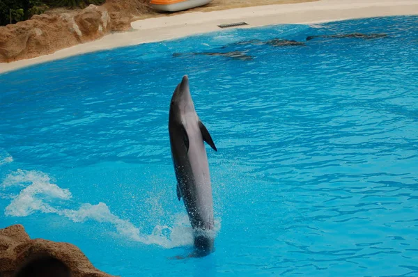 Show Delfíny Bazénu Loro Parque Puerto Cruz Santa Cruz Tenerife — Stock fotografie