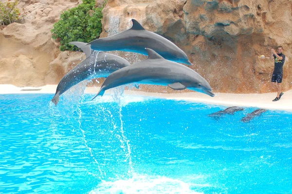 Tenerife España Junio 2011 Espectáculo Con Delfines Piscina Loro Parque — Foto de Stock