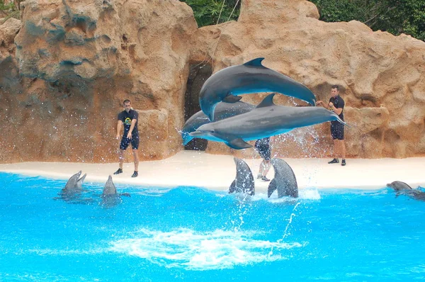 Tenerife España Junio 2011 Espectáculo Con Delfines Piscina Loro Parque — Foto de Stock