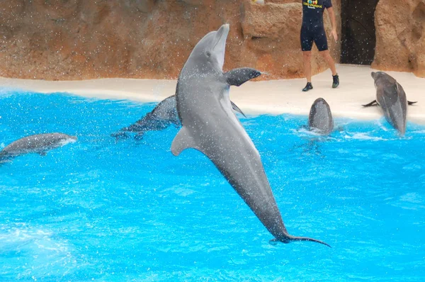 Tenerife España Junio 2011 Espectáculo Con Delfines Piscina Loro Parque — Foto de Stock
