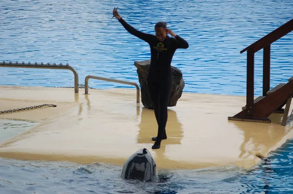 Tenerife Spain June 2011 Killer Whales Show Pool Loro Parque — Stock Photo, Image