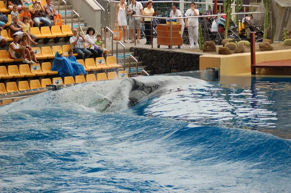 Tenerife Spanya Haziran 2011 Katil Balinalar Havuzda Göstermek Loro Parque — Stok fotoğraf