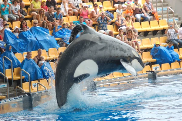 Tenerife Spanyolország Június 2011 Killer Bálnák Mutatják Medencében Loro Parque — Stock Fotó