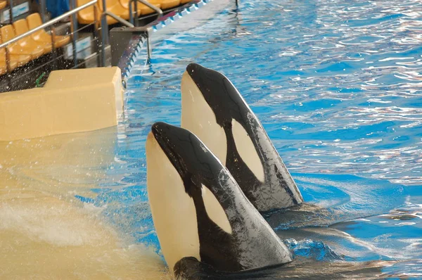 Killer Whales Show Pool Loro Parque Puerto Cruz Santa Cruz — Stock Photo, Image