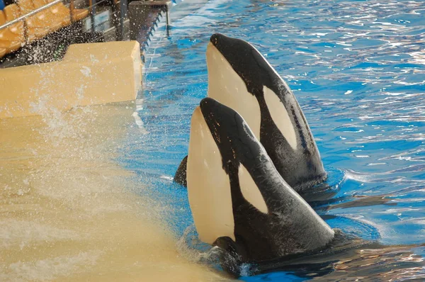 Killer Whales Show Pool Loro Parque Puerto Cruz Santa Cruz — Stock Photo, Image