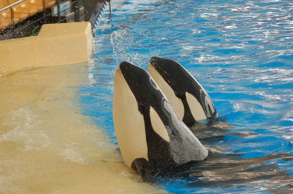 Espectáculo Ballenas Asesinas Piscina Loro Parque Puerto Cruz Santa Cruz —  Fotos de Stock