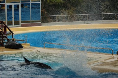 Katil balinalar havuzda göstermek, Loro parque, Puerto de la Cruz, Santa Cruz de Tenerife, Kanarya Adaları, İspanya 