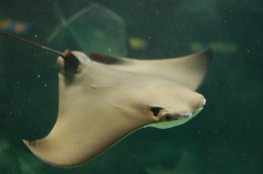 Akvaryumdaki vatoz görünümünü kapat