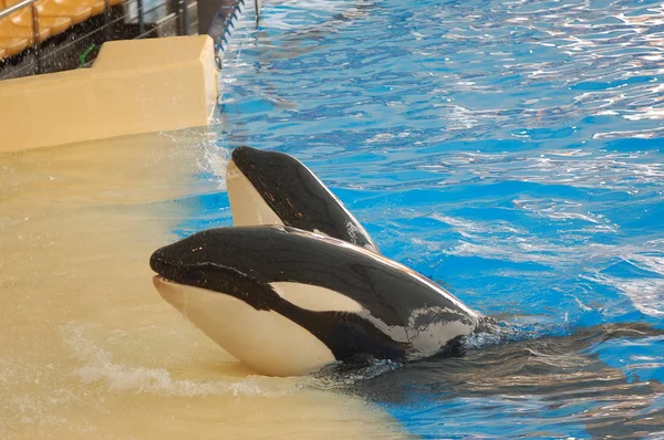 Espectáculo Ballenas Asesinas Piscina Loro Parque Puerto Cruz Santa Cruz —  Fotos de Stock