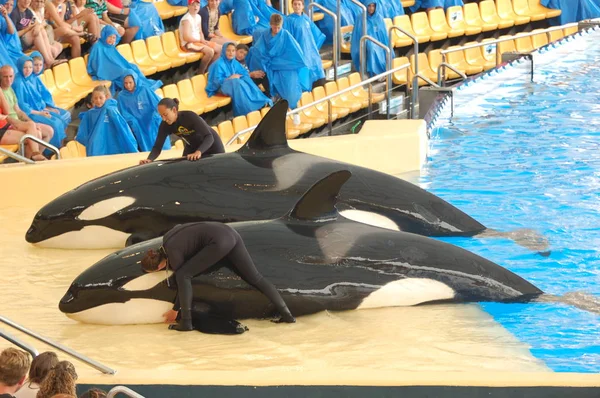 Tenerife Spain June 2011 Killer Whales Show Pool Loro Parque — Stock Photo, Image