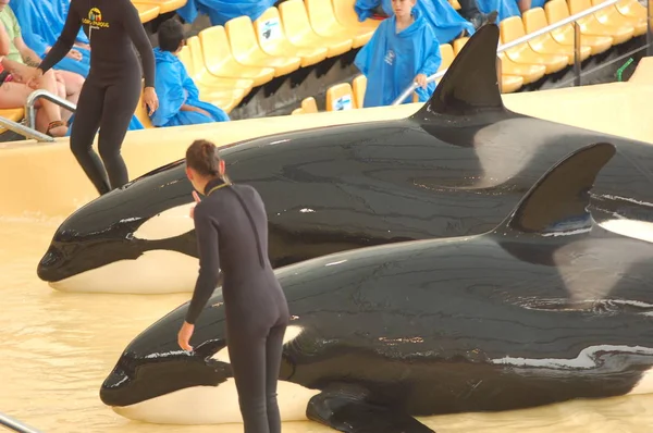 Tenerife Spain June 2011 Killer Whales Show Pool Loro Parque — Stock Photo, Image