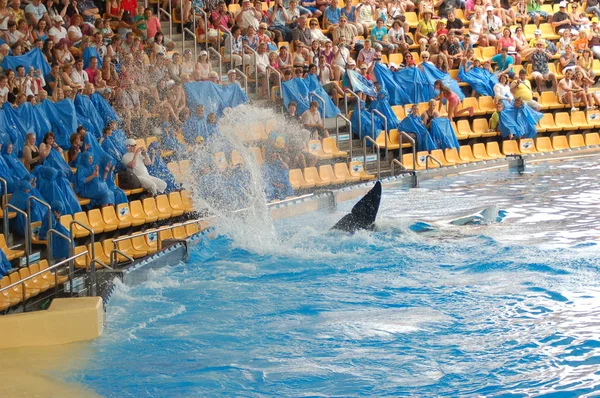 Tenerife Spanyolország Június 2011 Killer Bálnák Mutatják Medencében Loro Parque — Stock Fotó