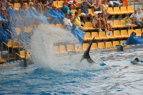 Tenerife Spain June 2011 Killer Whales Show Pool Loro Parque — Stock Photo, Image