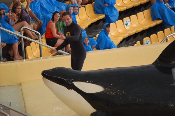 Teneryfa Hiszpania Czerwca 2011 Pokaz Wielorybów Killer Basenie Loro Parque — Zdjęcie stockowe