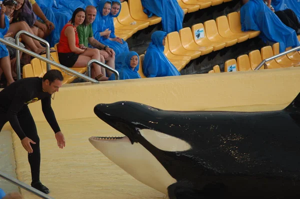 Tenerife Spain June 2011 Killer Whales Show Pool Loro Parque — Stock Photo, Image