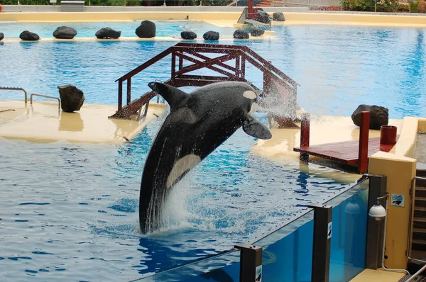 Killer Whales Show Pool Loro Parque Puerto Cruz Santa Cruz — Stock Photo, Image