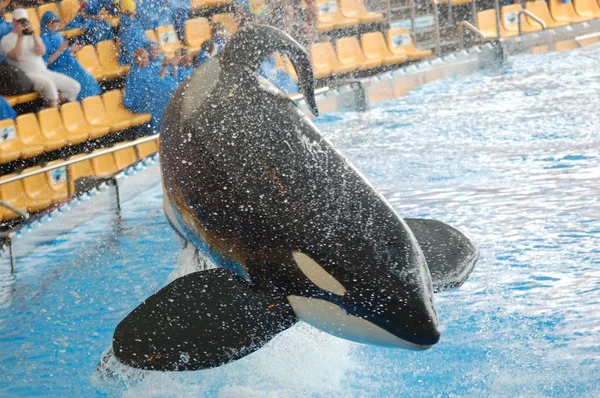 Tenerife España Junio 2011 Espectáculo Orcas Piscina Loro Parque Puerto —  Fotos de Stock