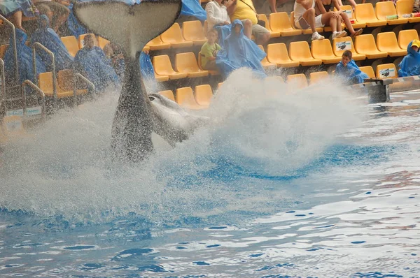 Tenerife Spanyolország Június 2011 Killer Bálnák Mutatják Medencében Loro Parque — Stock Fotó