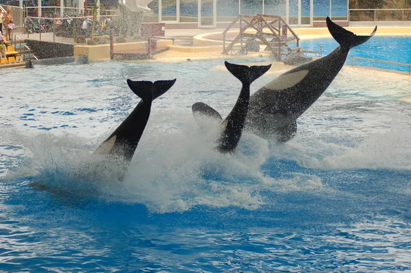 Tenerife Spain June 2011 Killer Whales Show Pool Loro Parque — Stock Photo, Image